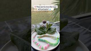 Science Experiment: DIY Moving Worms Experiment 🪱 #scienceexperiment #diy #handsonactivitites #kids