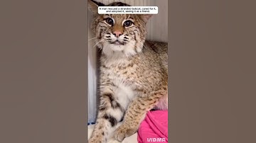 Man rescued bobcat trapped in a barbed wire fence and then...#love #kindness #animals #cutepet