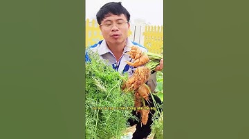Trồng cây cà rốt, củ cà rốt #nongdan #nongnghiep #trongtrot #carot