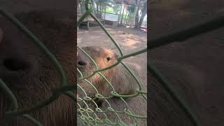 You can feed a capybara