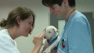 Tierklinik Elversberg