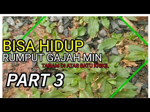 Video: Rumput Hias Yang Tumbuh Di Pasir: Rumput Hias Tanah Berpasir