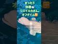 まったりしてる時もあるシロイルカさん。#横浜 #癒し #animals #aquarium #aquariumhobby #beluga #beautiful #シロイルカ #animalshorts