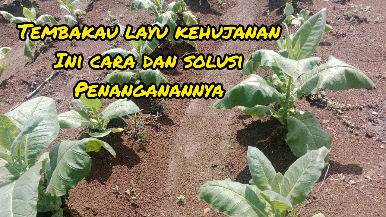 TEMBAKAU KEHUJANAN INI SOLUSI DAN PENANGANANNYA#tembakau#tembakauindonesia