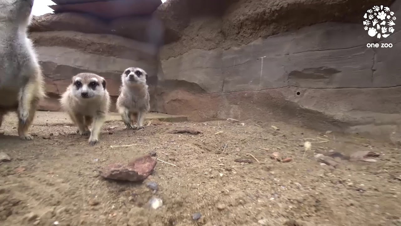 Meerkat chasing from behind 後ろから追いかけてくるミーアキャット