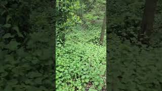 sakarya#adapazarı #kocaeliizmit41 #keşvetedüş #beniöneçıkar #viralvideo #orman #ormanda #fypyoutube