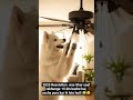 #resolution #2025 #yearendgoals #dog #cute #cleaning