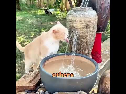 This girl is as kind as an angel 😇✨#shorts  #cat #funny #pets #cute #fyp