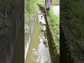 Traditional canal transports seedlings, directly flowing into farmland, reflecting smart agriculture