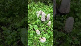 Buretele Cu Peruca,Comestibila - Delicatesa De Toamna Coprinus Comatus.