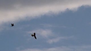Cernícalo Vulgar Caza Un Gorrión Común Common Kestrel Hunts A House Sparrow Falco Tinnunculus