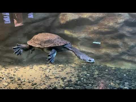 コウヒロナガクビガメ(札幌市円山動物園 2022年6月12日) YouTube