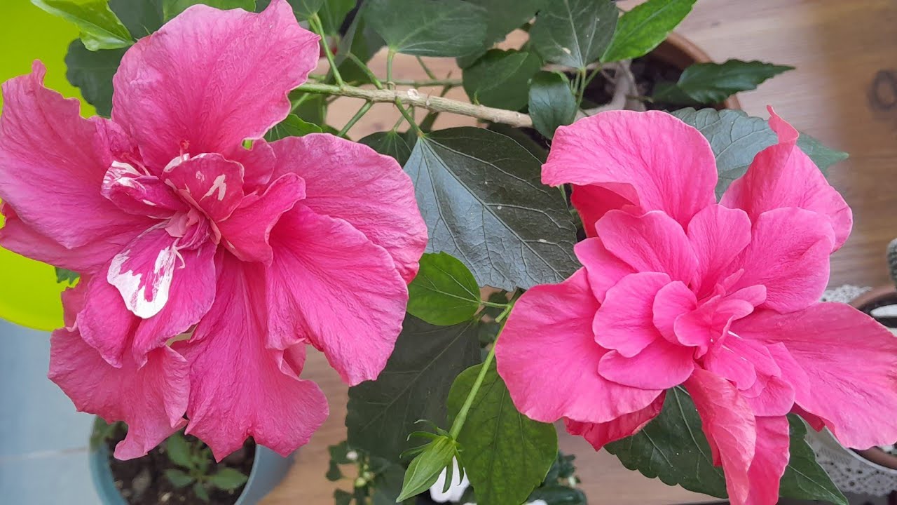 💯HİBİSCUS🌺JAPON GÜLÜ ÇOĞALTMA YÖNTEMLERİ BAKIMI KONUMU  VE TOPRAĞI #çiçek #garden #plants #flowers