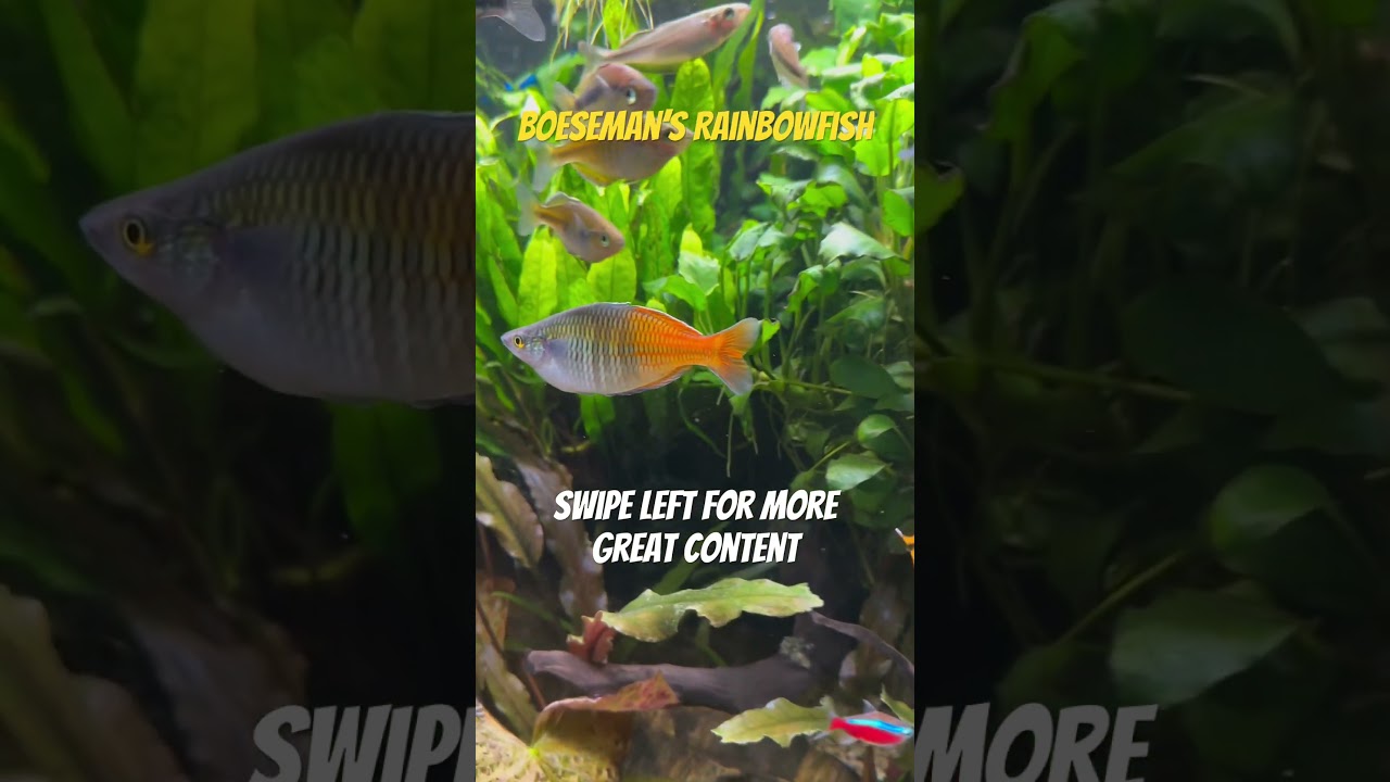 Boeseman’s Rainbowfish And A Black Red Tailed Shark 
