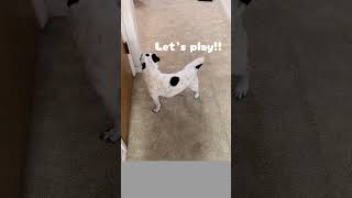 Dog Life Day 9 Lets Play Please