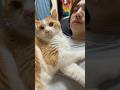 飼い主=獲物 #shorts#虎徹 #猫 #猫のいる暮らし #煉