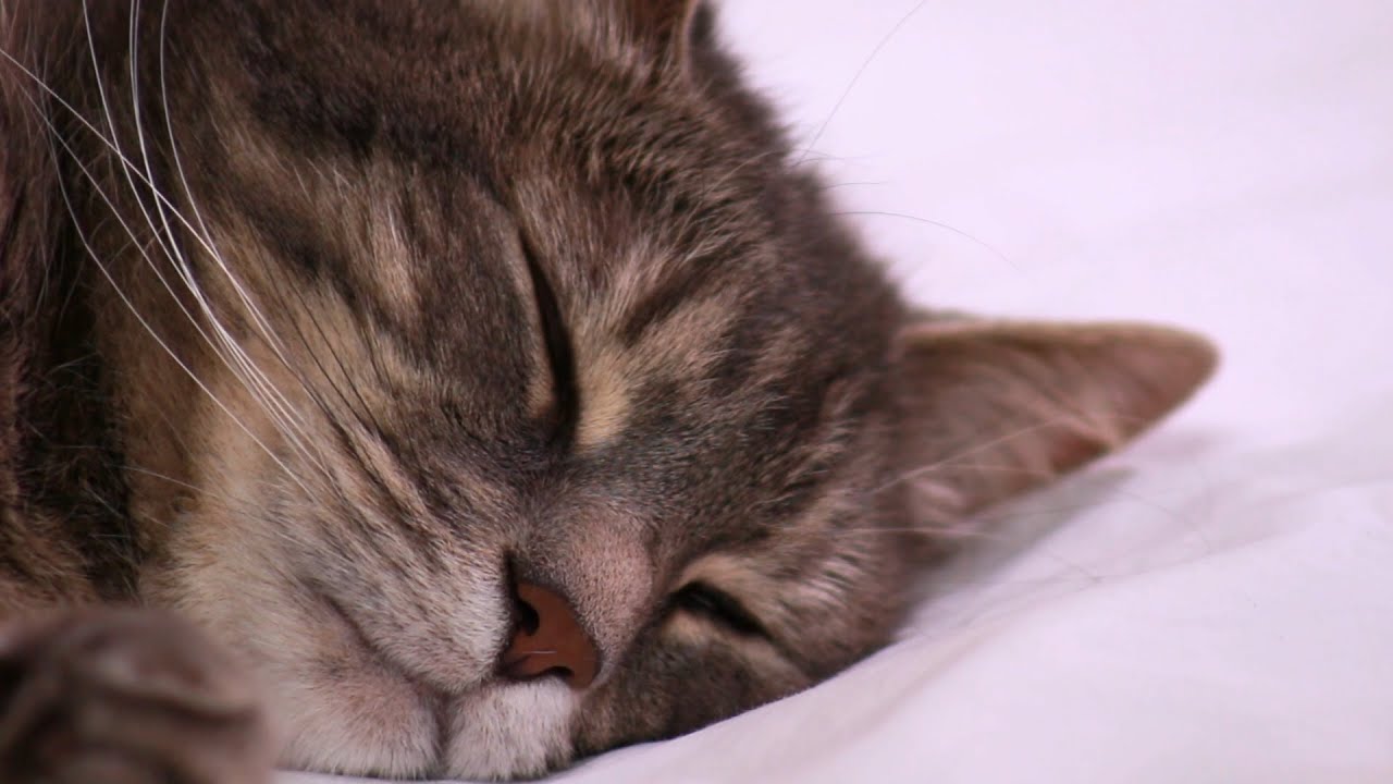 Cat-Specific Music For Sleep Will ADD YEARS To Your Cat's Life | Calming Music for Stressed Cats