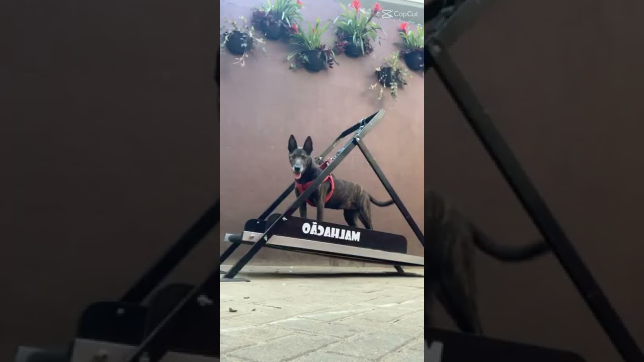 Esteiras para cachorros MalhaCão Pet. A esteira ideal para o seu cão!