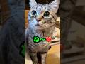 可愛すぎる「ね〜❤️」お喋り猫ピノと全員クセつよめだわよん❤️#保護猫 #猫