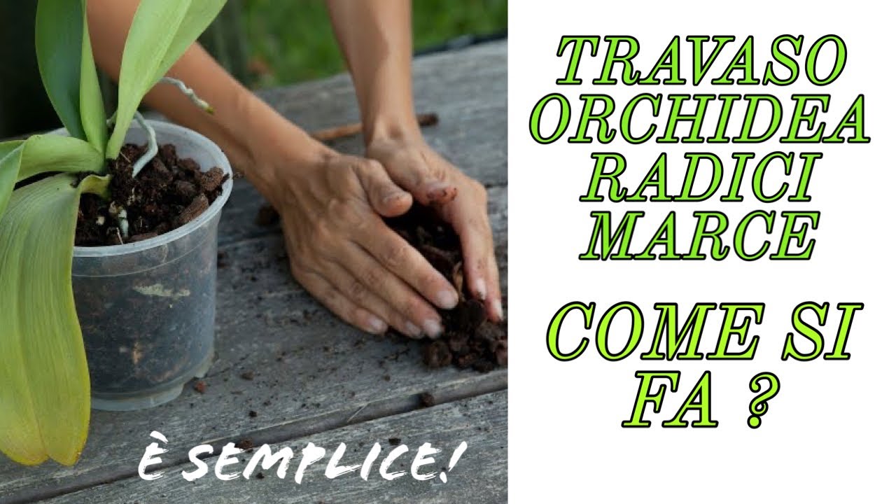 Come Travasare Orchidea Con Radici Marce