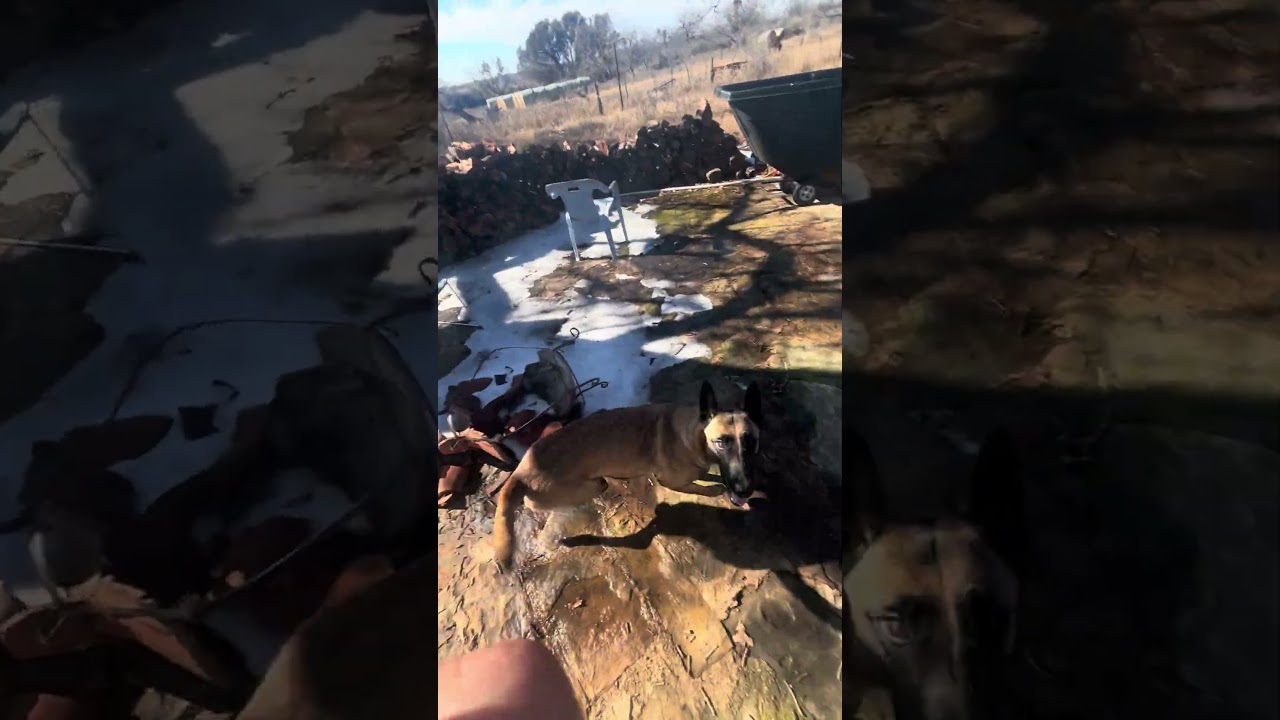 Собака-спасатель 