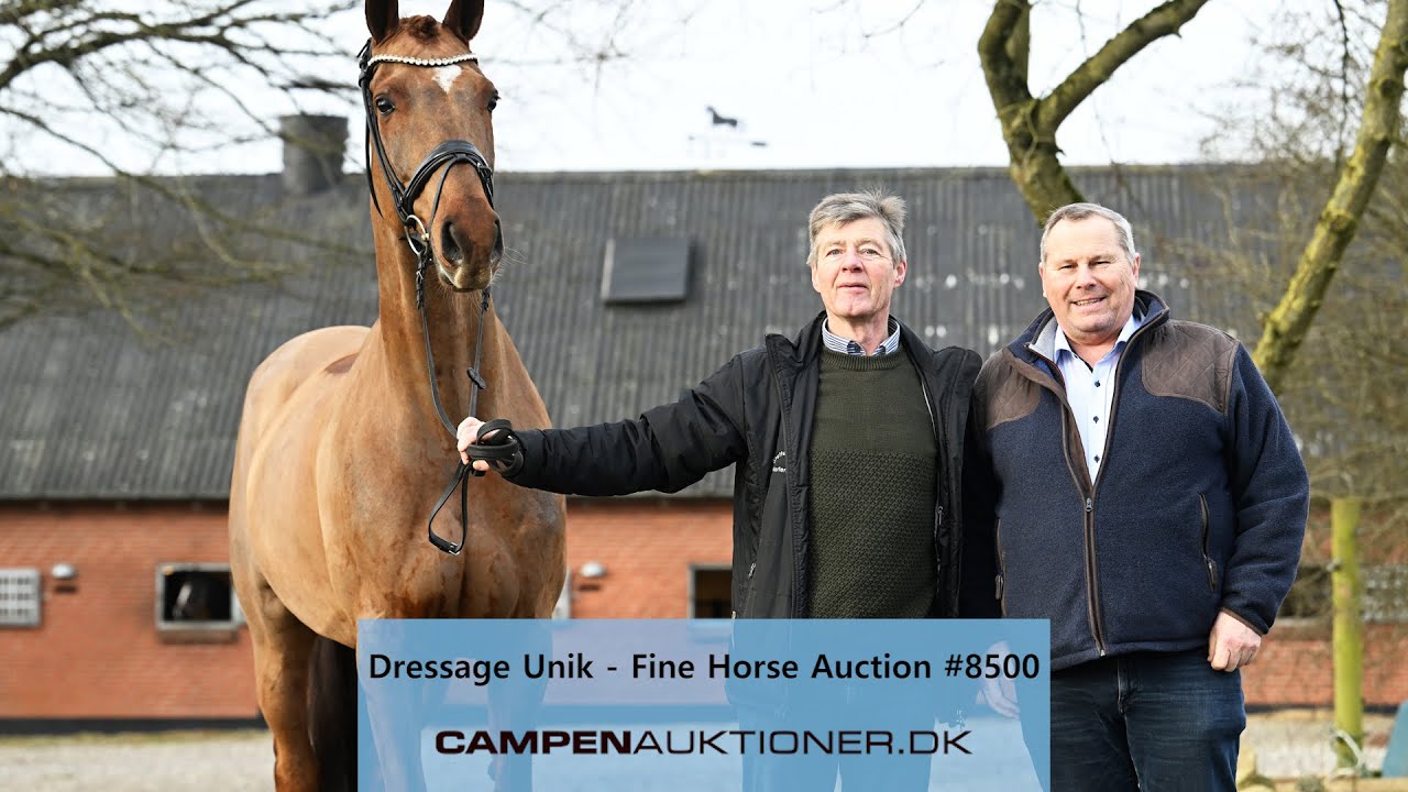 Campen Auktioner A/S - Fine young dressage horses 