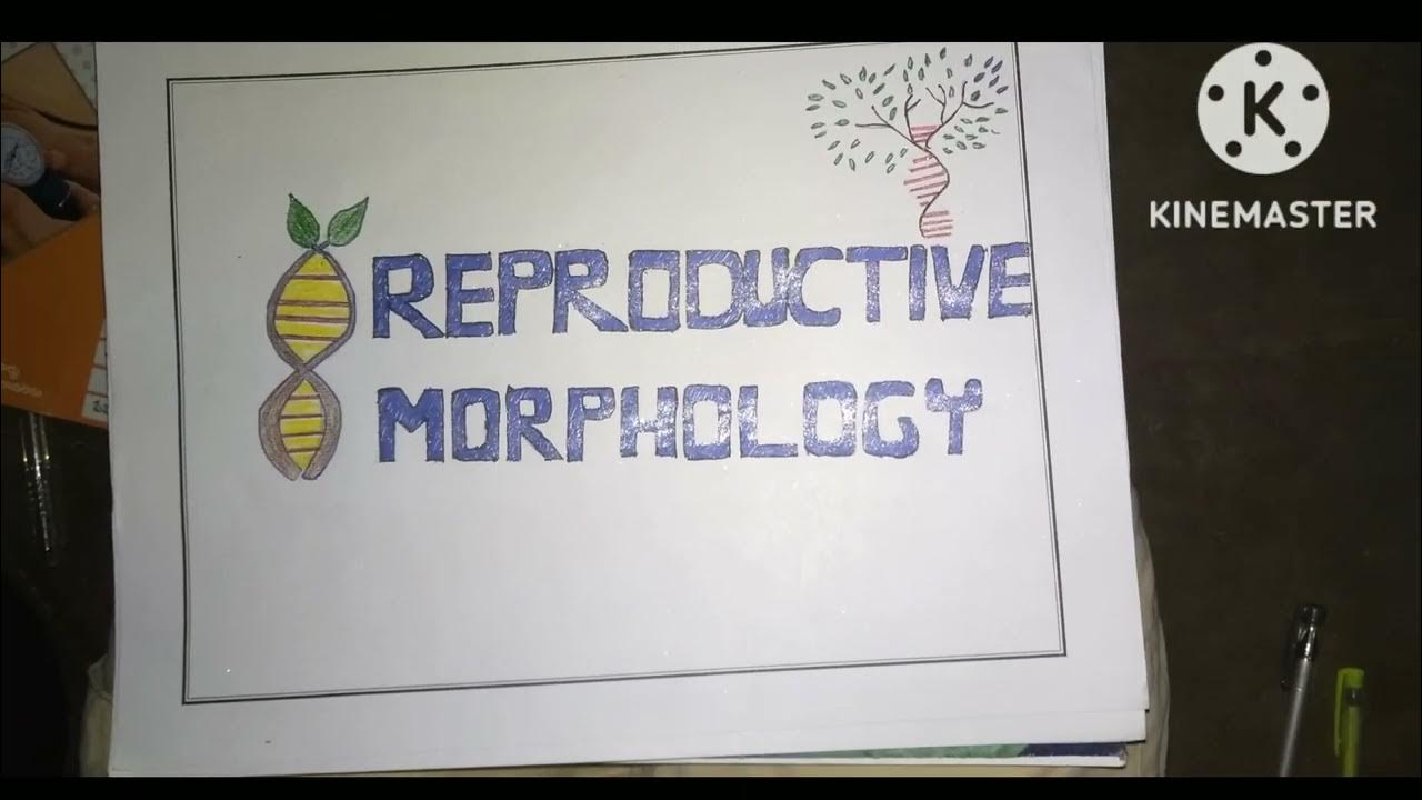 intermediate second year botany record front page designs 🍄🌺🌾🌱🌵🌴🌳 YouTube