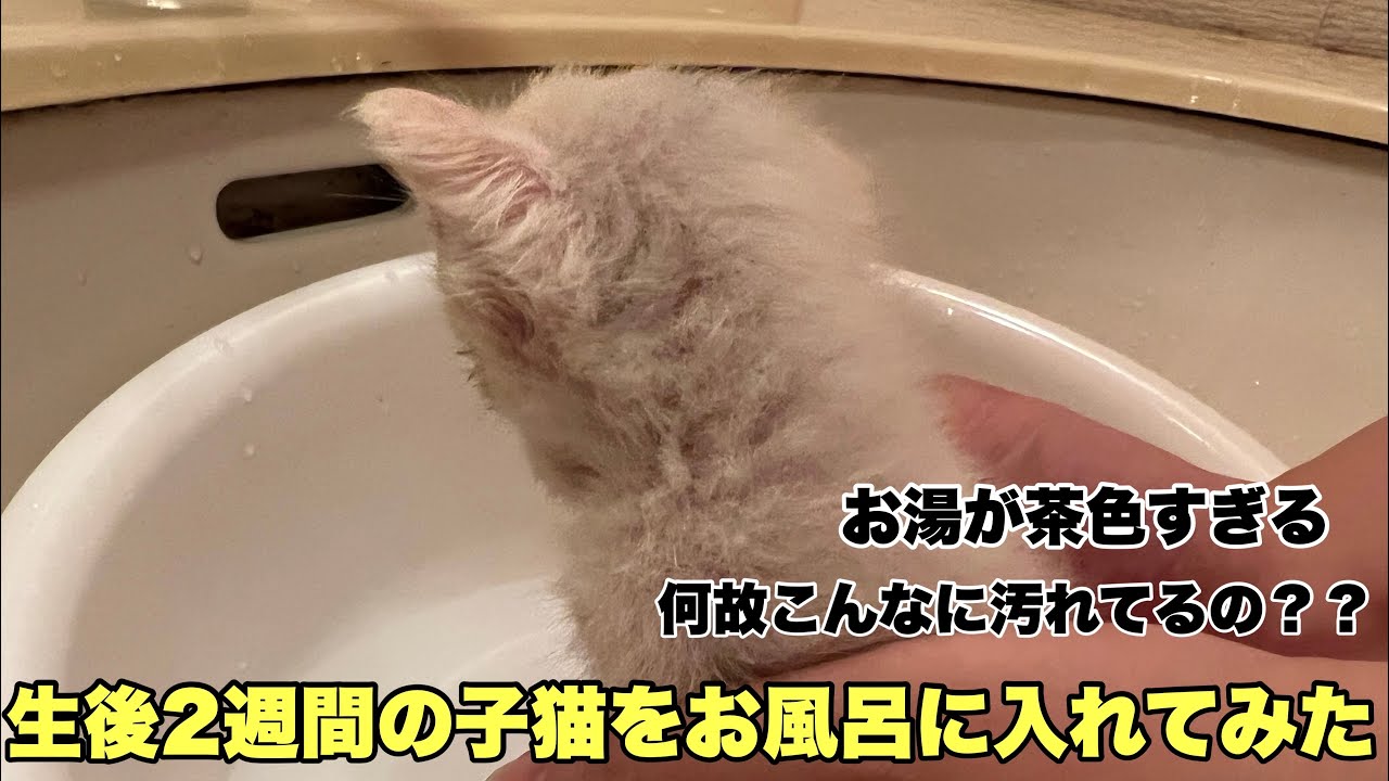 【保護猫】生後2週間の子猫が汚れすぎていたのでお風呂に入れてみました