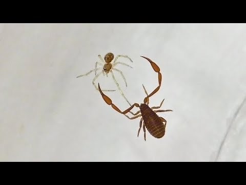 Pseudoscorpion Tangles With A Juvenile Cobweb Spider