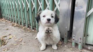 Please help me raise and care for this dog; the puppy is determined to stay at its old house for man
