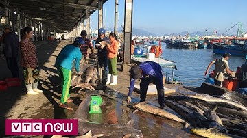 Ngư dân Khánh Hòa trúng đậm cá ngừ đại dương