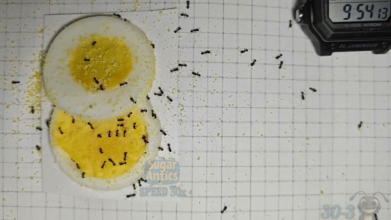 Sugar Ants 🐜 vs Hard Boiled Egg 🍳 Time-Lapse *multi part series* Series 30 part 3.
