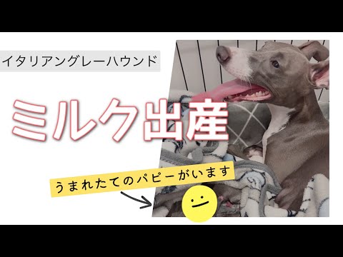 【イタグレ好き必見!】イタリアングレーハウンドのミルク初出産！！最初の検査では３～４匹と言われていたけど…