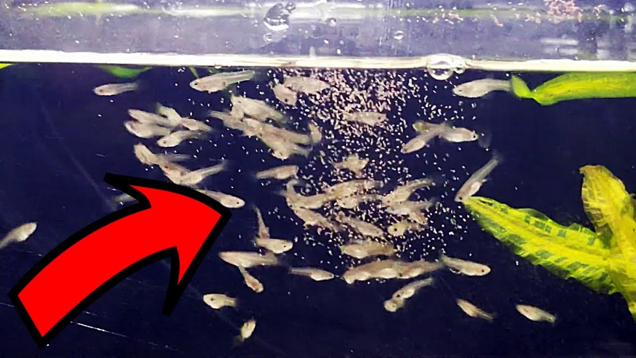 VERY Hungry Guppy Fry Eating Live Brine Shrimp - YouTube