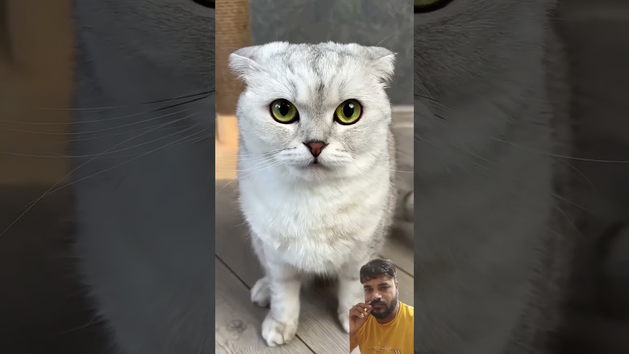 #cat #funny #funnycats #comedy #pets #funnypets #petvideos #catfunny #catvideos #cute