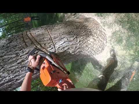 ARBORIST CUTS DOWN HUGE BACK LEANING POPLAR TREE WITH 395XP (PRECISION CUTTING) (raw)