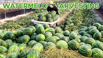 EXCELLENT WATERMELON FARMING AND HARVESTING TECHNOLOGY - HOW TO GROW WATERMELONS