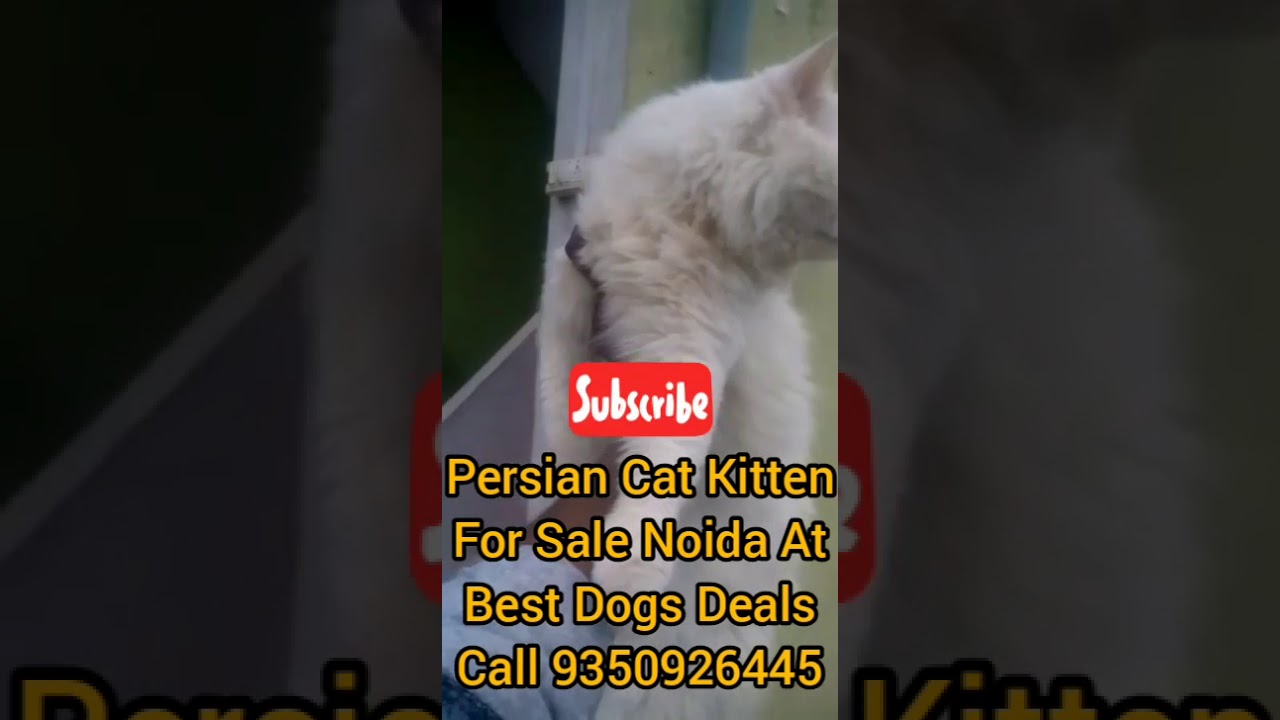 Show Quality Triple Coat Persian Cat Kitten For Sale At Best Dogs Deals Noida Uttar Pardesh India.