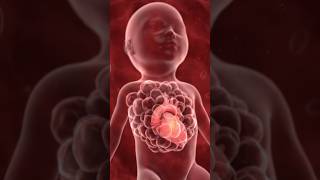 foetus development animation