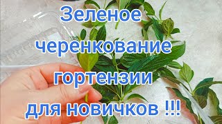 ЧЕРЕНКОВАНИЕ ГОРТЕНЗИИ в домашних условиях. Подробно! 100💯 результат👍