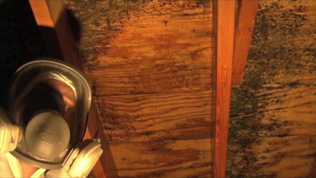 South Tampa Mold Remediation Removal 813-358-4766 TampaBayMold.net