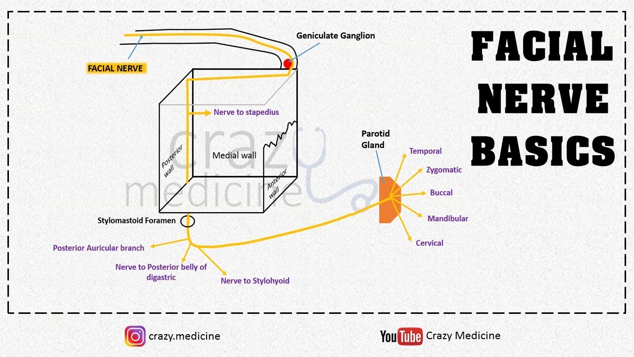 Facial Nerve Basics Anatomy Simplified YouTube
