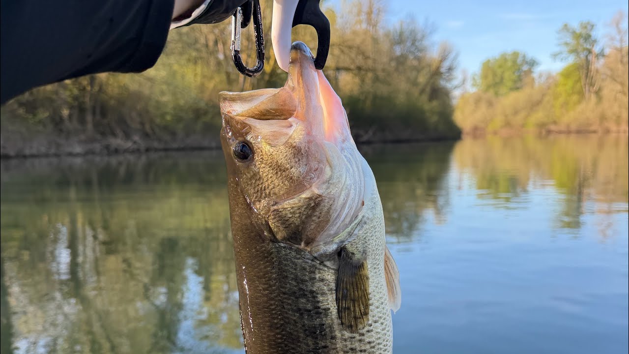 How to Catch Big Bass in Cool Water… Willamette River Oregon Spring Bass Fishing