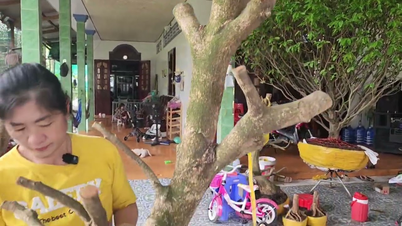 6/3 chị Khen 0366179776 phôi bonsai dáng đế đẹp hoành to 