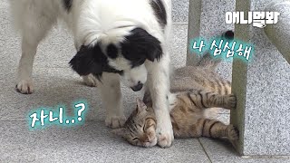 Border Collie That Wants to Play With a Cat LOL