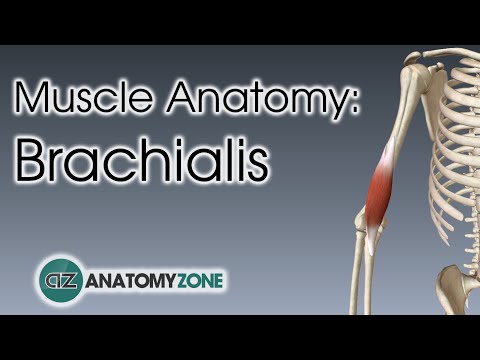 Brachialis | Muscle Anatomy