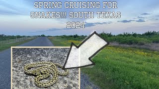 Spring Cruising for Snakes!!! South Texas 2024!!