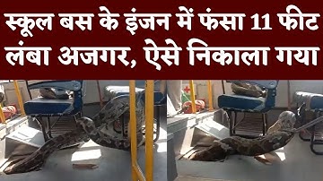 Raebareli के School Bus में Big Python, निकालने में छूटे पसीने, Watch Video