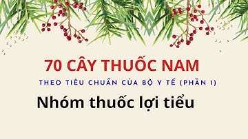 Uống Gì Để Hết Tiểu Buốt, Tiểu Rắt? – Top Cây Lợi Tiểu Tự Nhiên Bạn Nên Biết