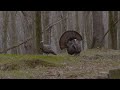 Check out these new york turkey hunts from avian x tv